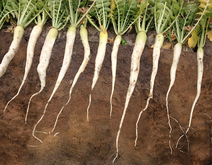 CoverCropSolutions_TillageRadish.jpg