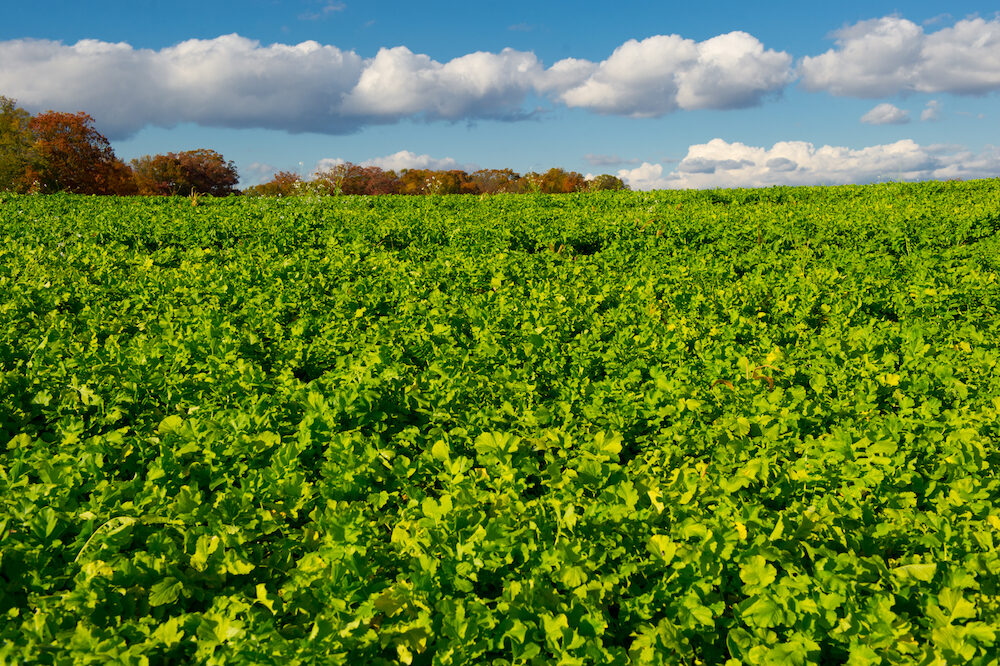 Cover crop benchmark 1