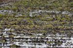 Top Down of a No-Till Field.png