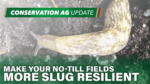 Make Your No-Till Fields More Slug Resilient
