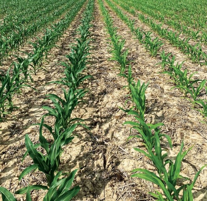 [Video] Maximizing the Value of Heavy Residue in a Strip-Till System