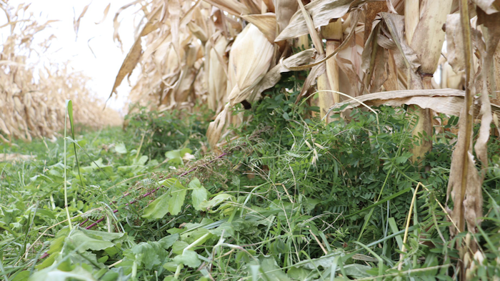 cover-crop-mix