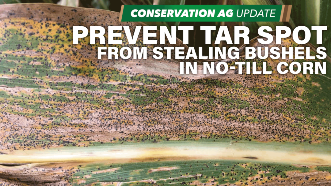 Prevent-Tar-Spot-from-Stealing-Bushels-in-No-Till-Corn.png