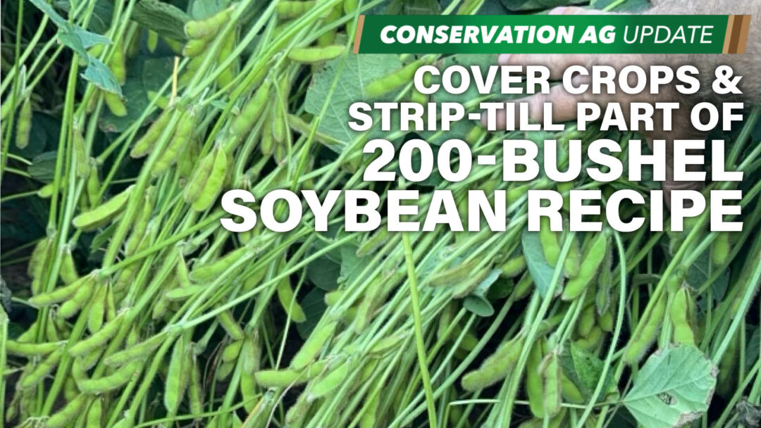 Cover Crops & Strip-Till Part of 200-Bushel Soybean Recipe.jpg