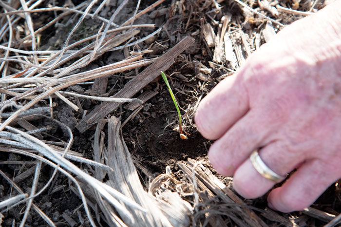 A-NEW-HOPE-Greenlee_Triticale_Sprout_Feature-image.jpg