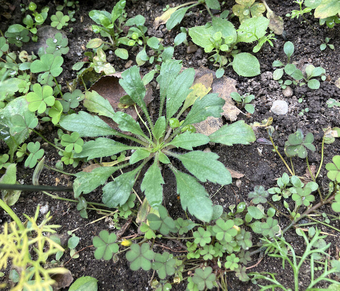 FIG+8_2023+marestail.jpg