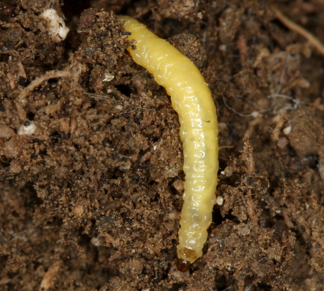 wcr-larva-21wvo67.jpg