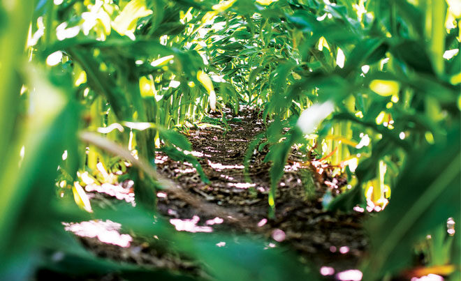 Head Photo ST Acres Yields