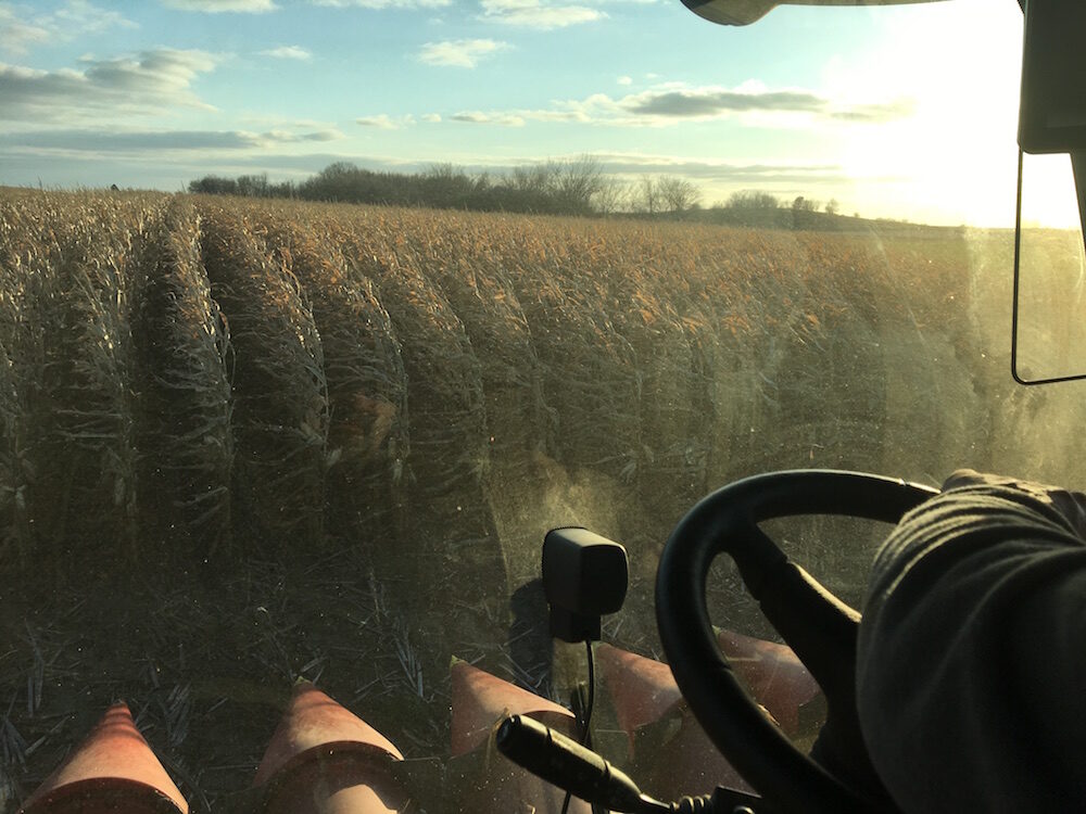 corn yields