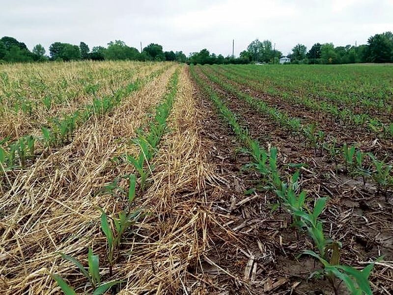 corn in covers