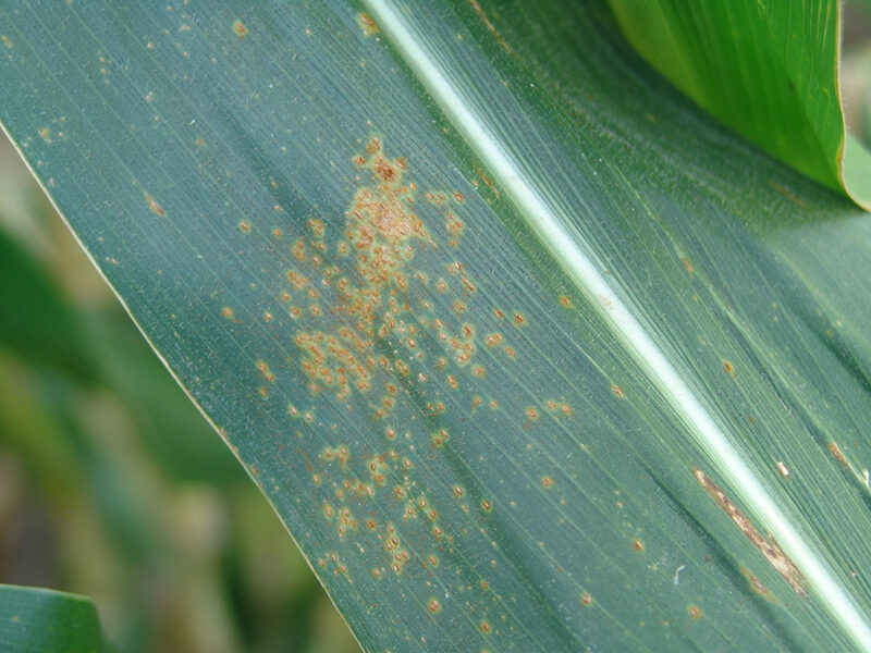 corn southern rust