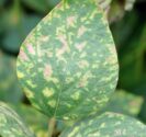 Sudden Death Syndrome Soybeans