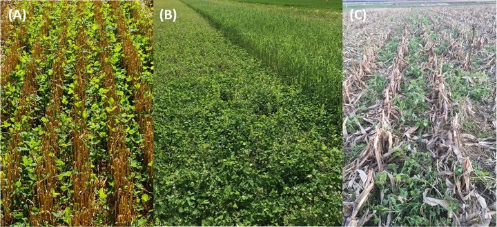 Managing Weeds When Seeding Cover Crops