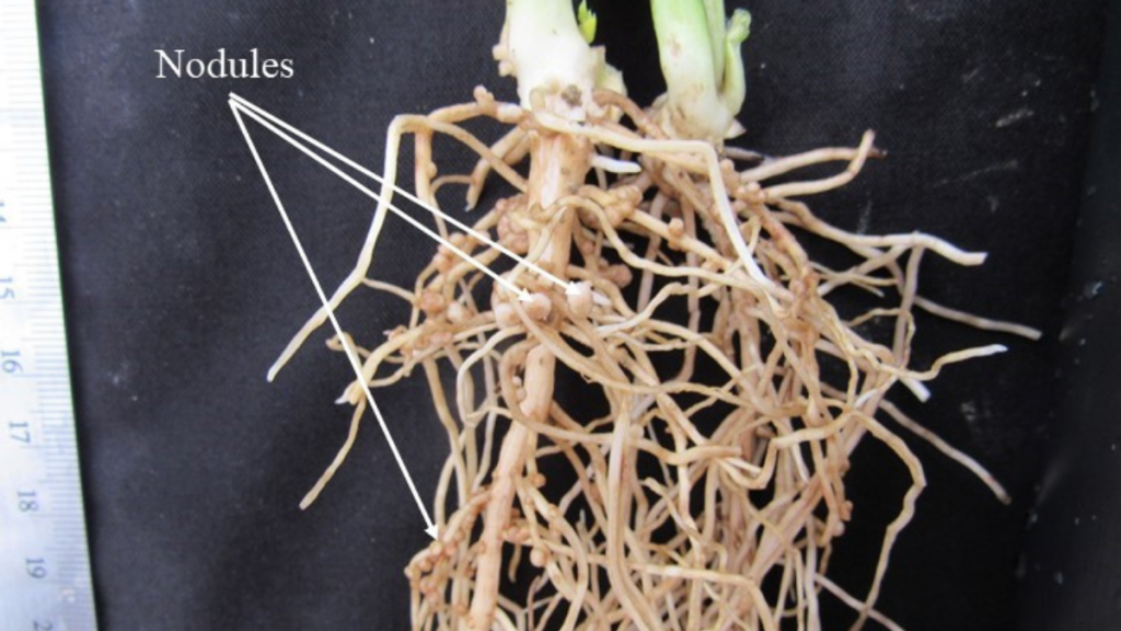 How Do Different Root Structures Affect Soil?