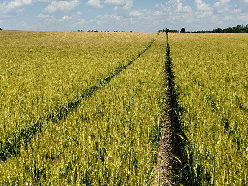 winter wheat rotation