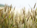 wheat ready for harvest