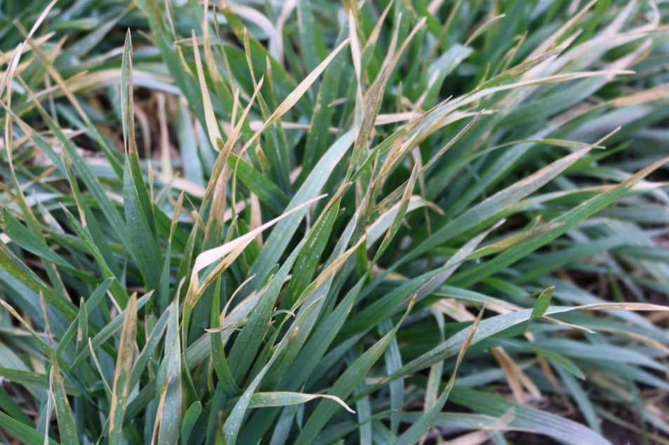 How to Identify Injury Symptoms From Freeze Damage to Wheat