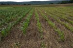 Cereal rye cover crops Penn State Extension.jpeg