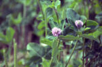 red-clover_Edwin-Remsberg-USDA-SARE.jpeg