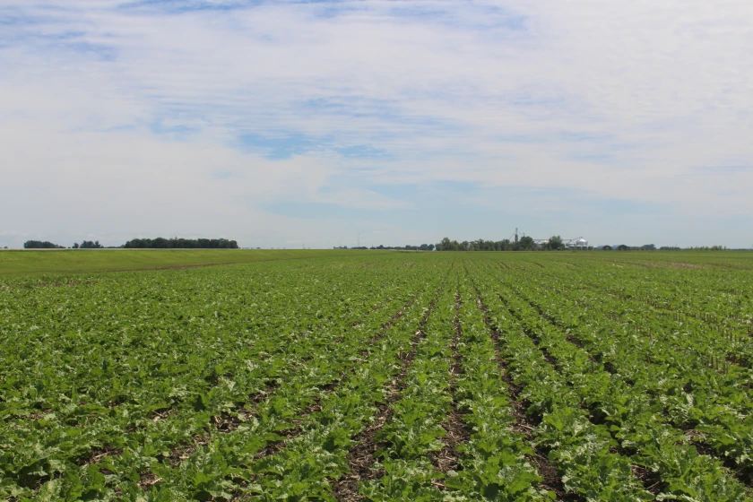 Gudajtes Minto North Dakota Strip-Till Sugarbeets.webp