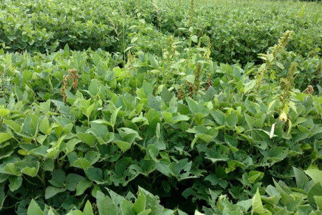 How Late Can Herbicides Be Applied in Soybean & Corn?