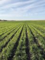 Grosshans Rye Cover Crop.jpg