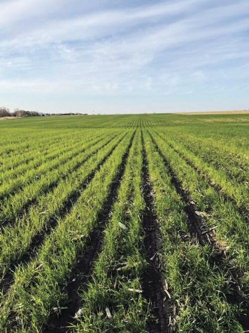 Grosshans Rye Cover Crop.jpg