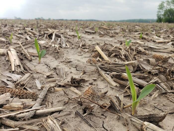 Emerged Corn Kansas State.jpeg