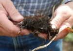 Soil Health Institute soil organic carbon levels.jpg