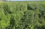 Winter-Legume-Cover-Crop-Study.jpg