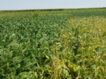 Close-up of soybean rows