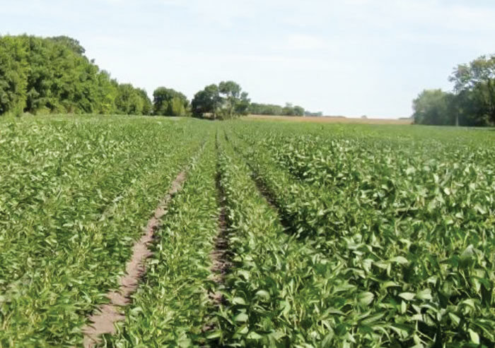 Soybean-Fields.jpg