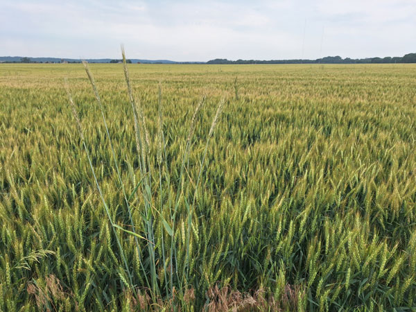 Cereal rye growing in a wheat field