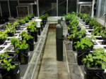 soybeans in greenhouse