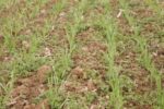 weedy small grain field