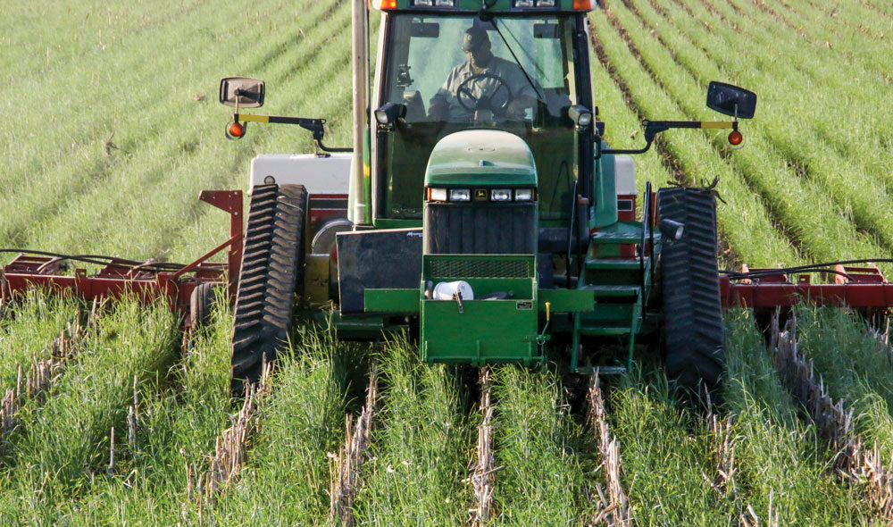 seeding-brassicas-as-a-cover-crop.jpg