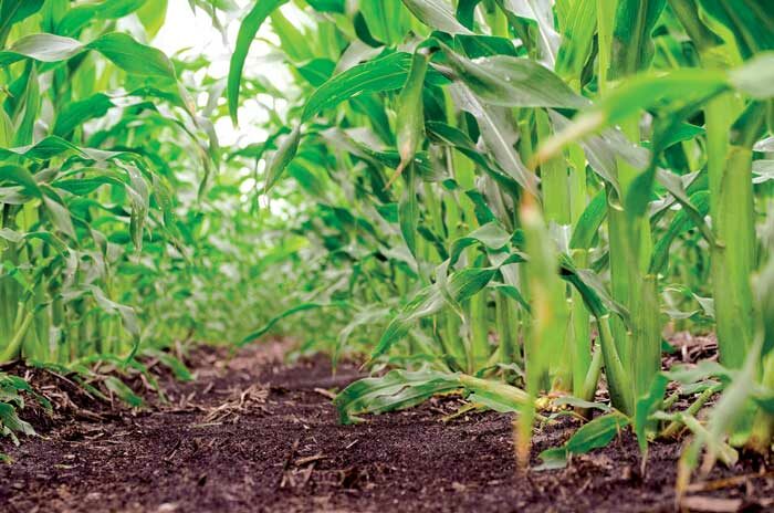 Bardole-Strip-Till-Corn.jpg