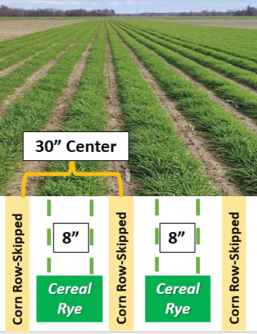 Armstrong-Precision-Rye.jpg