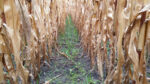 Cover-crops.jpg