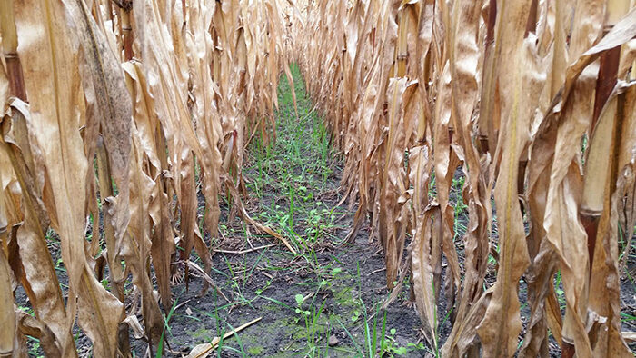 Cover-crops.jpg