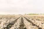 strip-till-field.jpg